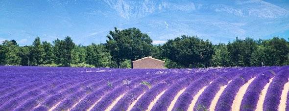 Découvrir la Provence en autocar pour un circuit entre villages, lavandes et patrimoine au départ de Marseille