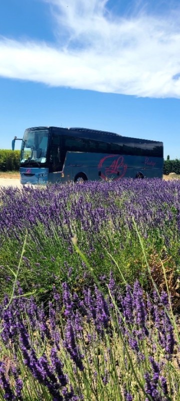 Visite d’un champ de lavande dans le Luberon avec les Autocars ALC
