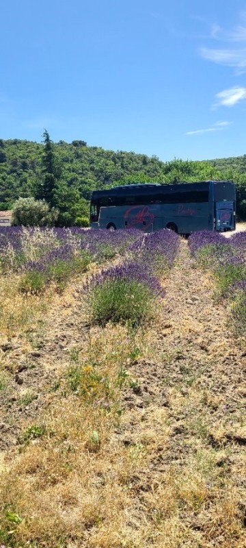Visite d’un champ de lavande dans le Luberon avec les Autocars ALC