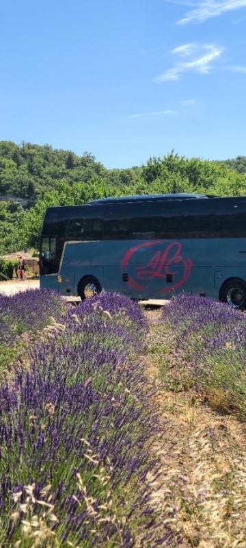 Visite d’un champ de lavande dans le Luberon avec les Autocars ALC
