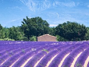 ALC Voyages destinations Provence